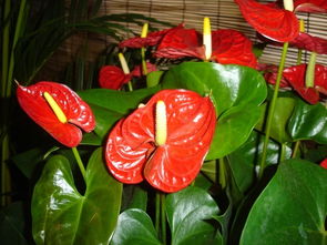 新春佳節(jié)花意濃 中國(guó)科學(xué)院春節(jié)禮品花卉展引領(lǐng)健康消費(fèi)新風(fēng)尚